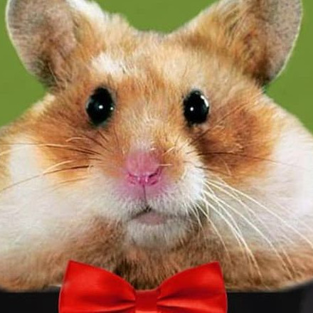 Телеграм канал — Crypto Hamster