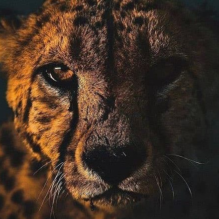 Телеграм канал — WILD LIFE 🦅