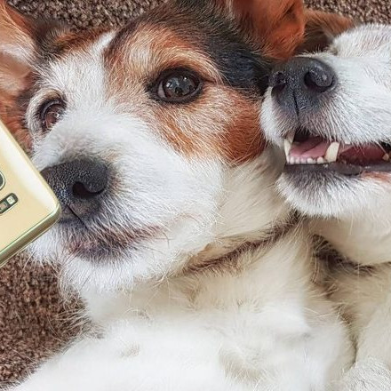 Смешные собаки 🐶🐕🐩